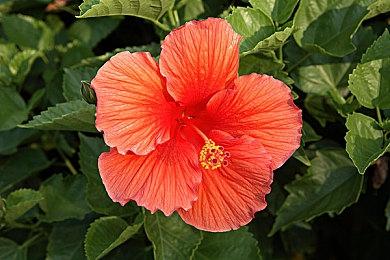 2021年成功出海中国手游：《原神》收入第一 推广中华文化